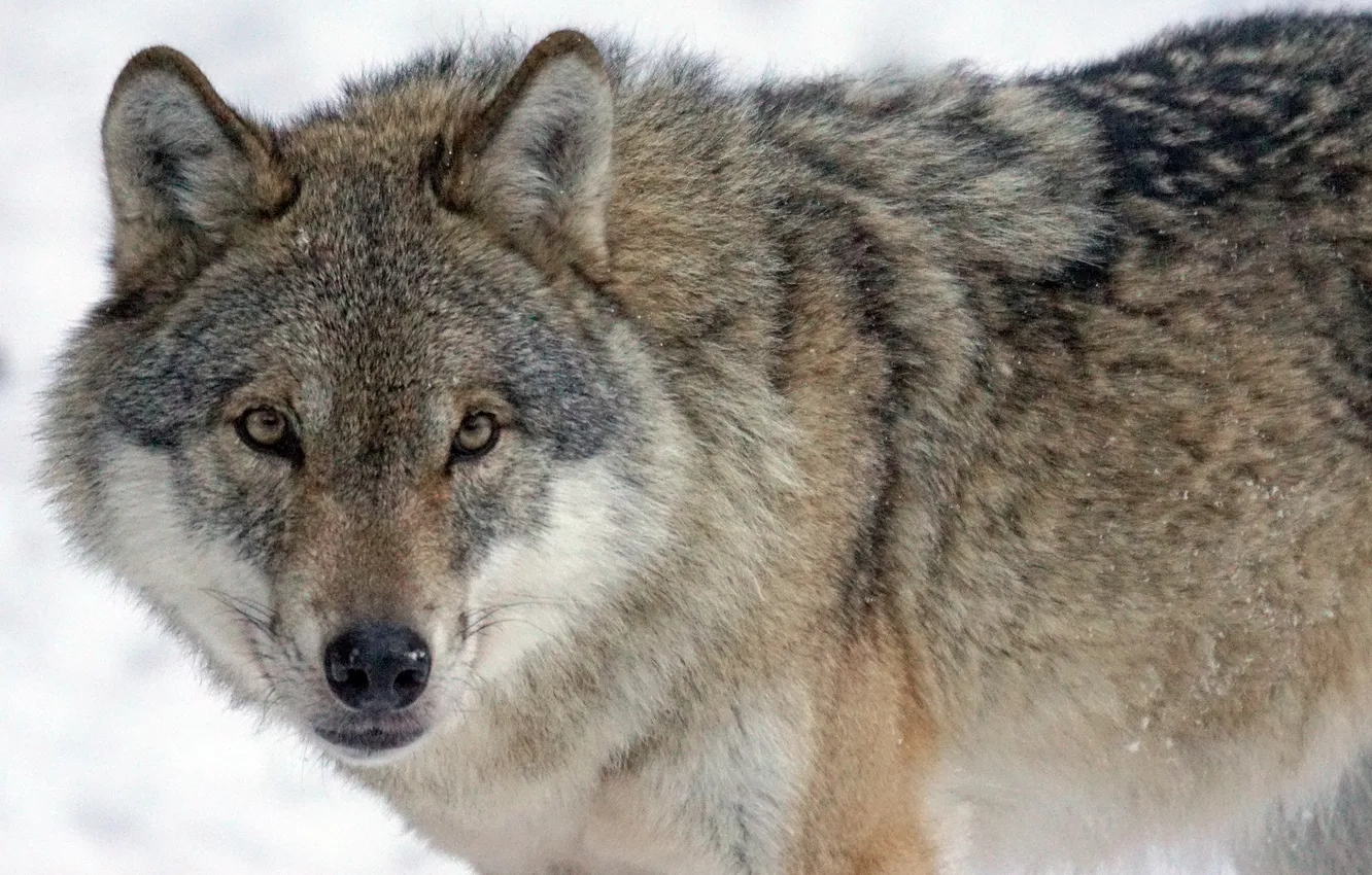 Фото обои fantasy, nature, art, snow, predator, face, animal, wolf