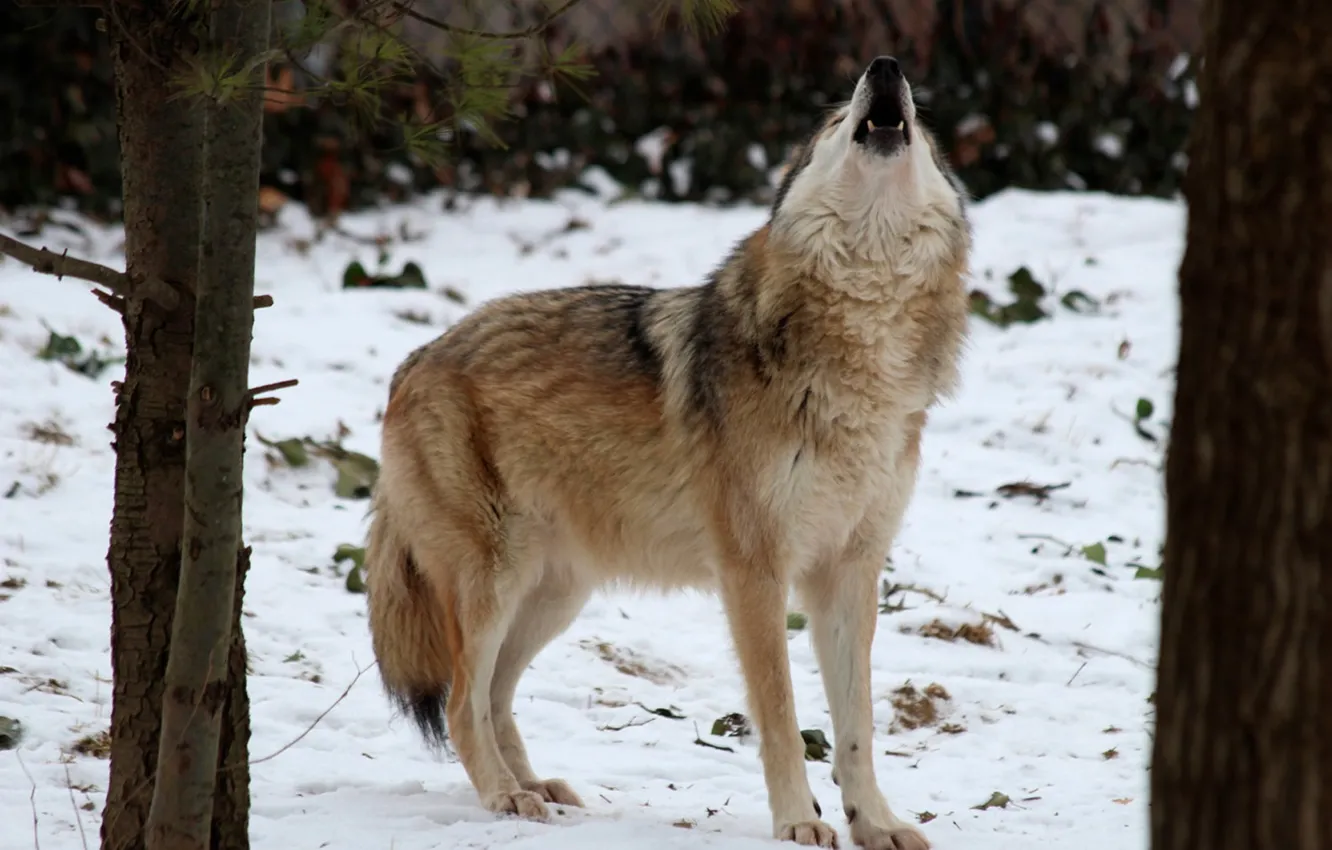 Фото обои Predator, nature, animal, wolf, wildlife, portrait., Canis lupus. face • wolf • portrait • predator