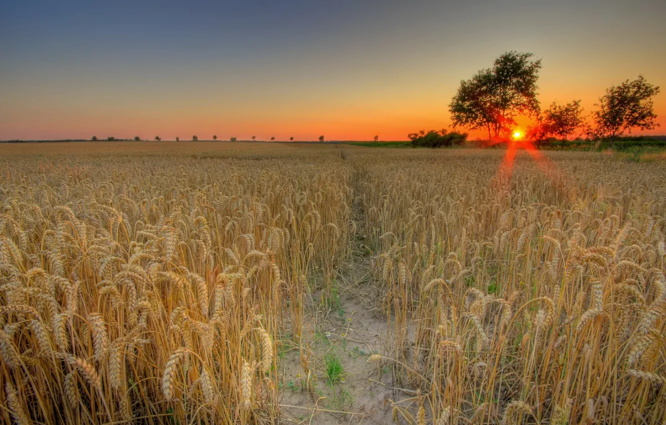 Фото обои пшеница, поле, солнце, закат