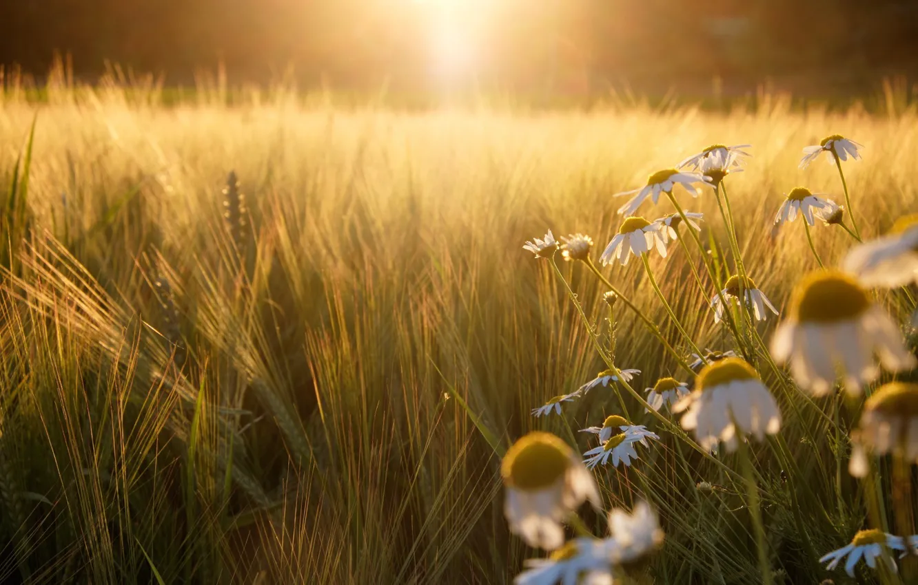 Фото обои поле, солнце, свет, закат, рожь, ромашки
