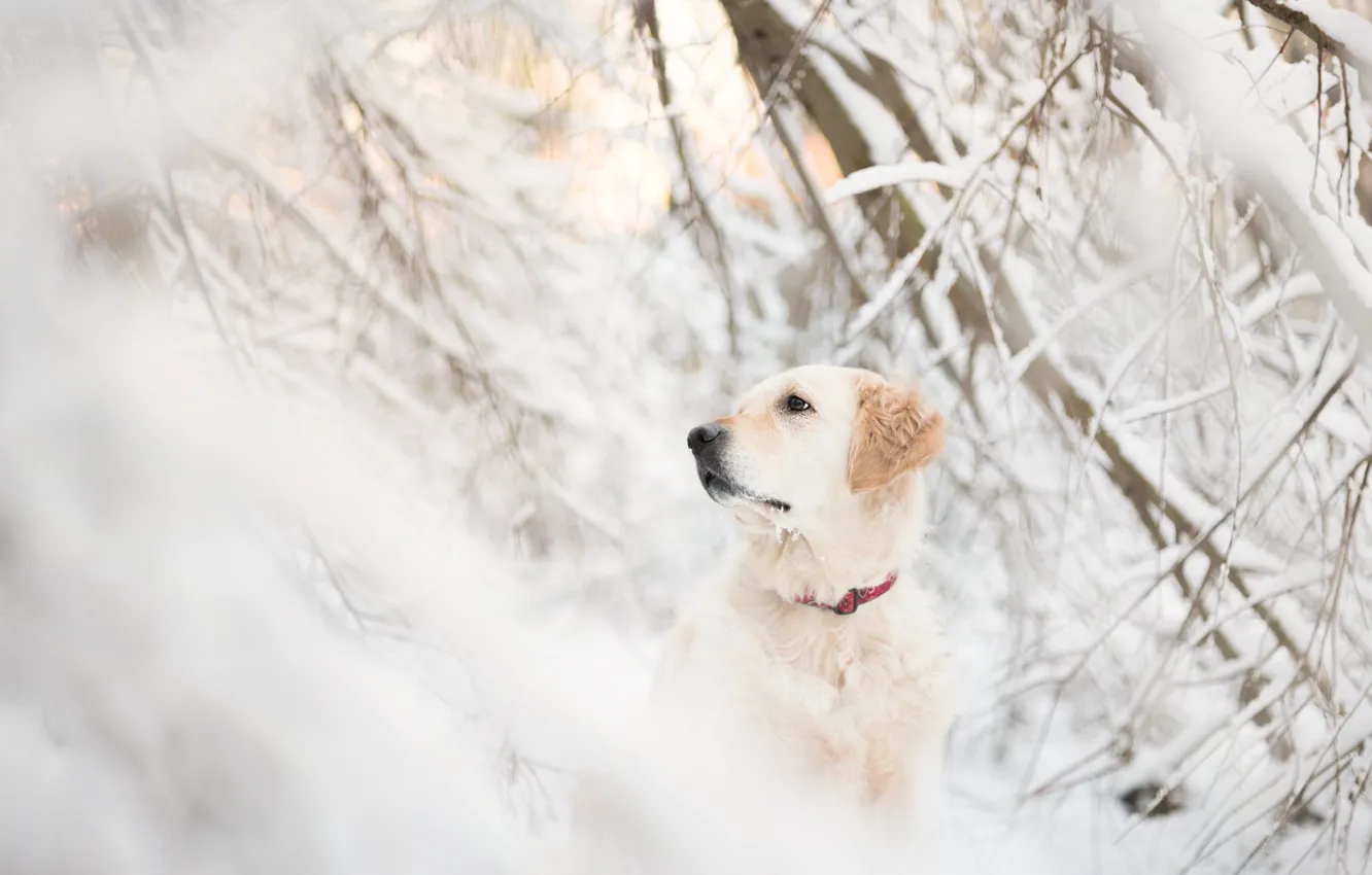 Фото обои зима, морда, снег, ветки, собака, ретривер