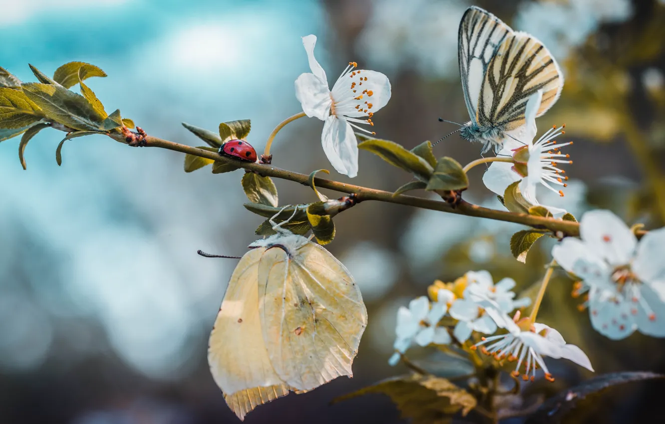 Фото обои бабочки, ветка, весна, цветение