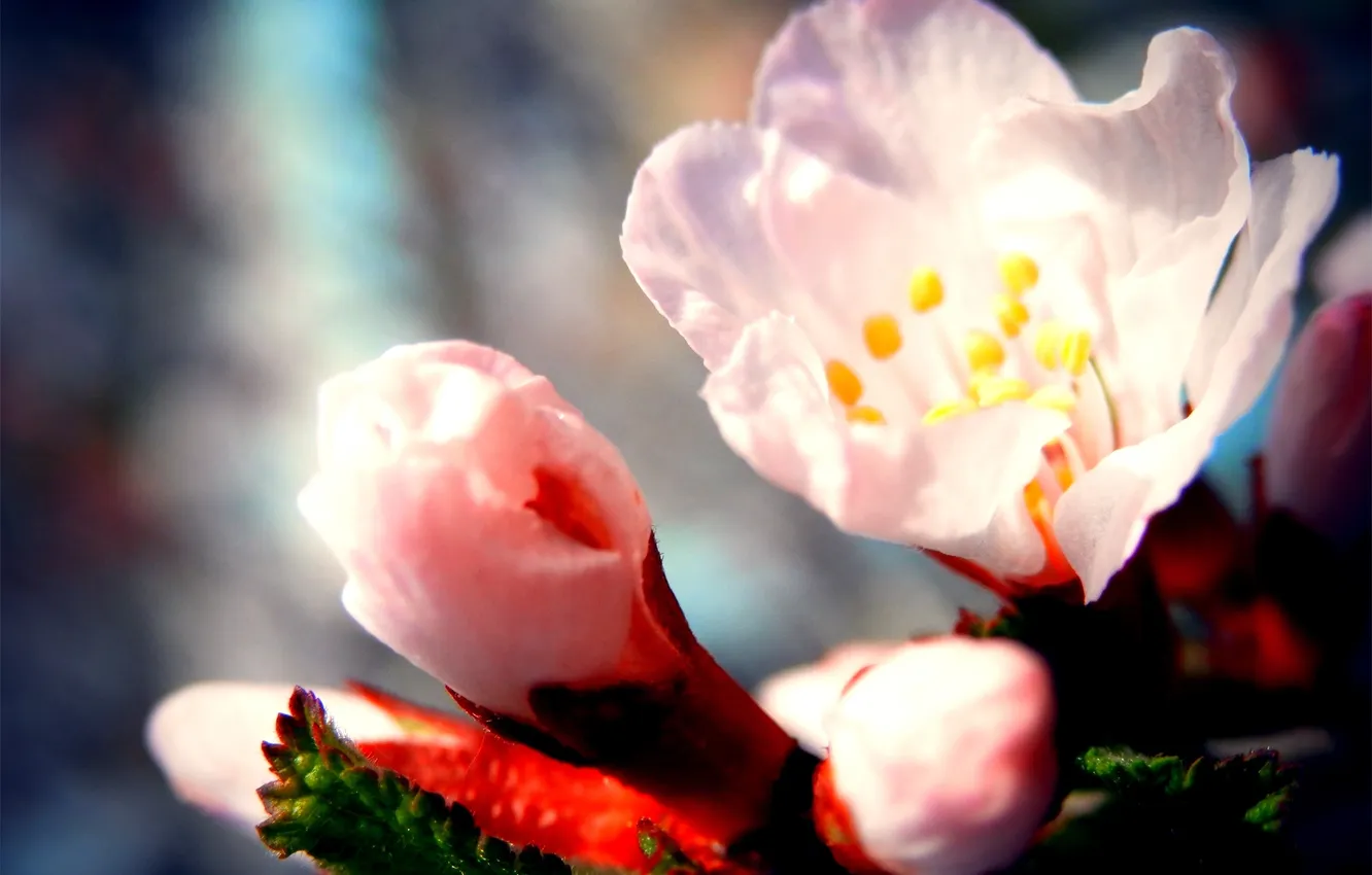 Фото обои природа, вишня, Цветы, весна, сакура, цветение, flower, sakura