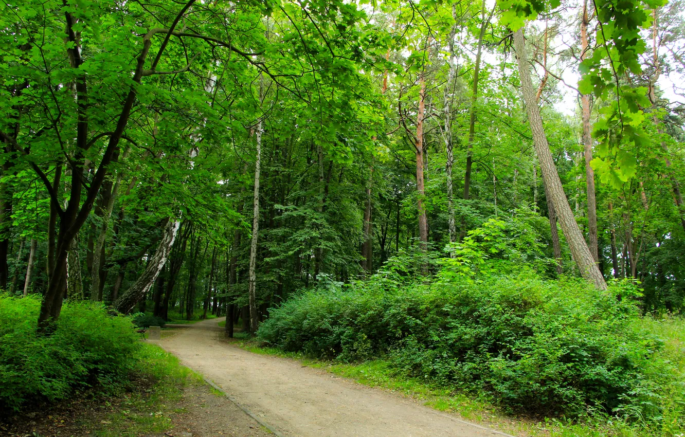 Фото обои forest, trees, park, alley