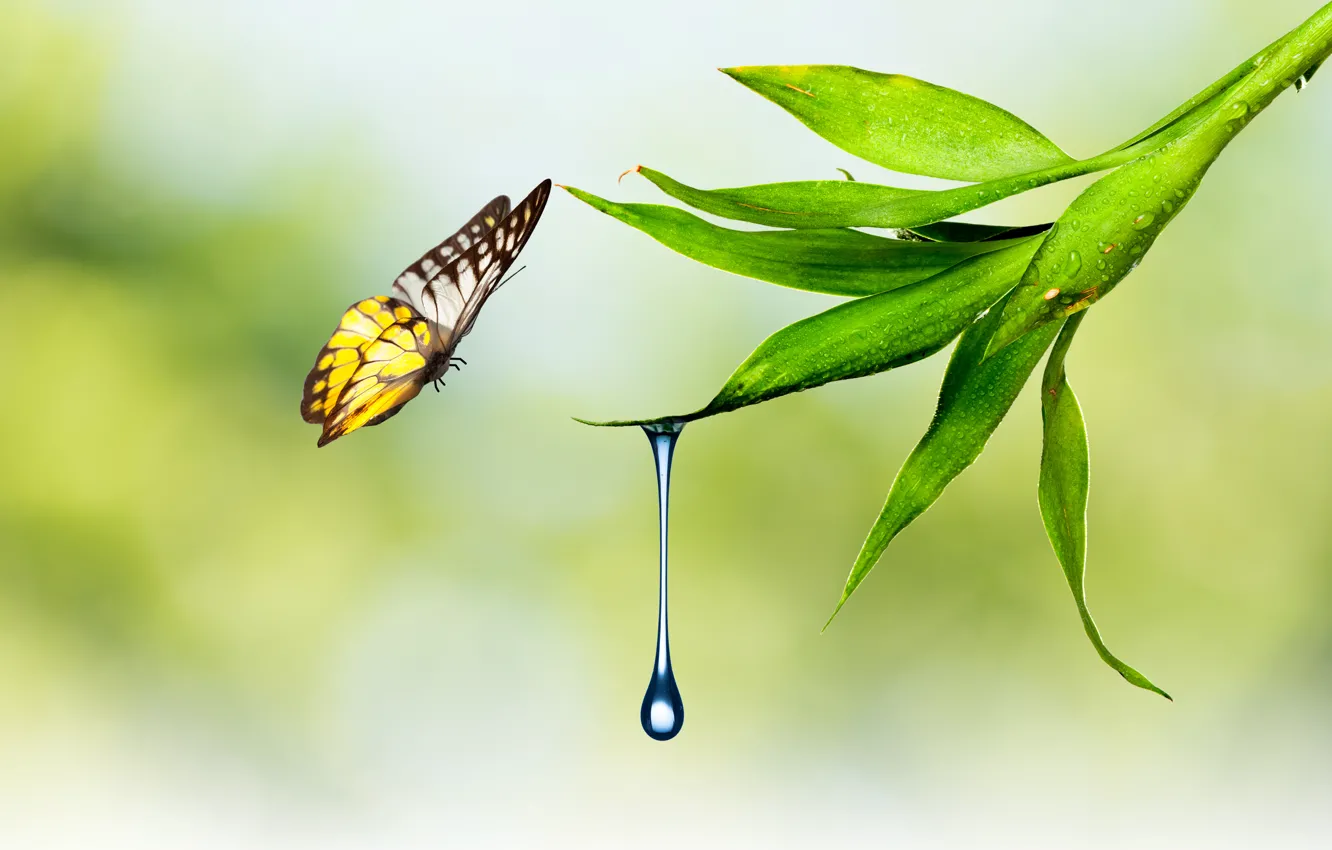 Фото обои вода, природа, лист, бабочка, растение, капля, мотылек