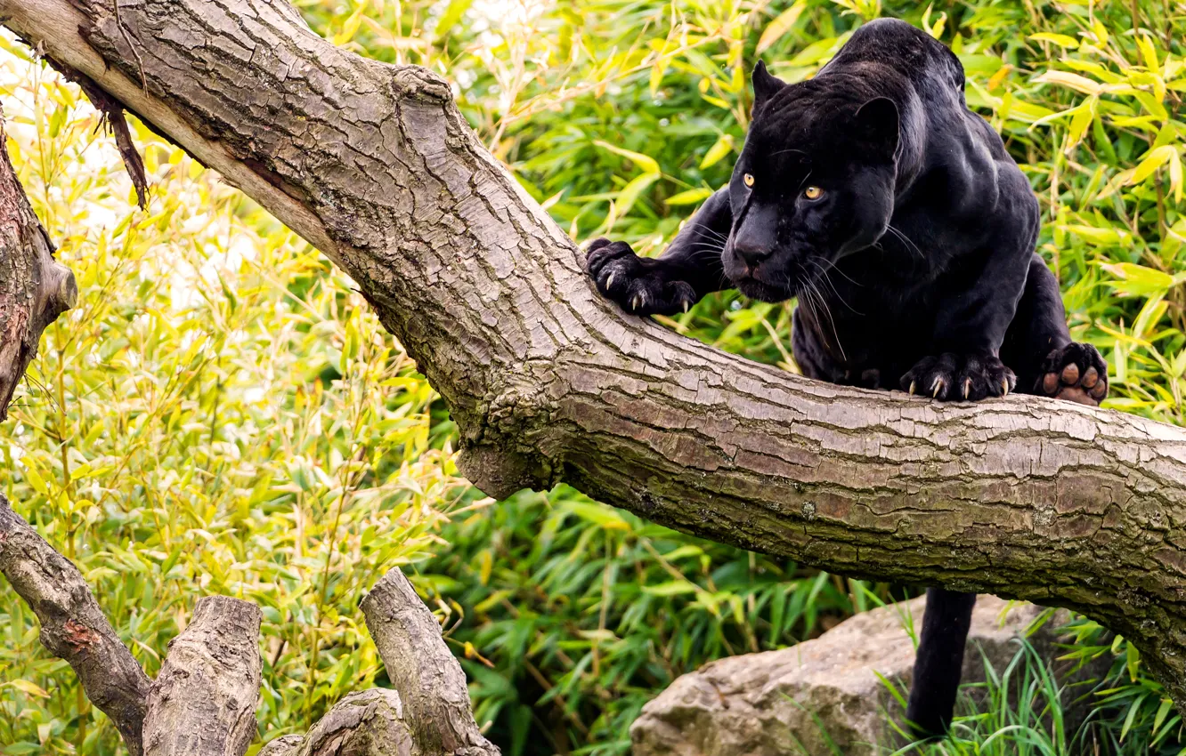 Фото обои лес, кошка, дерево, камень, пантера, черный ягуар