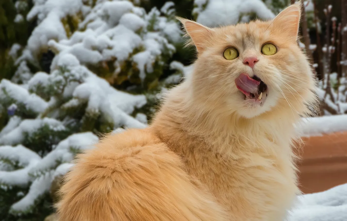 Фото обои зима, облизывается, смотрит вверх, рыжая кошка