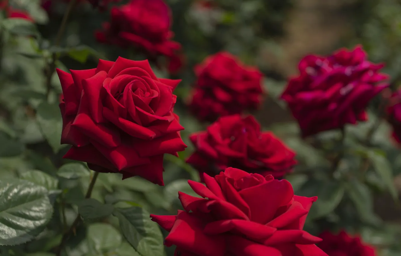 Фото обои розы, сад, красные