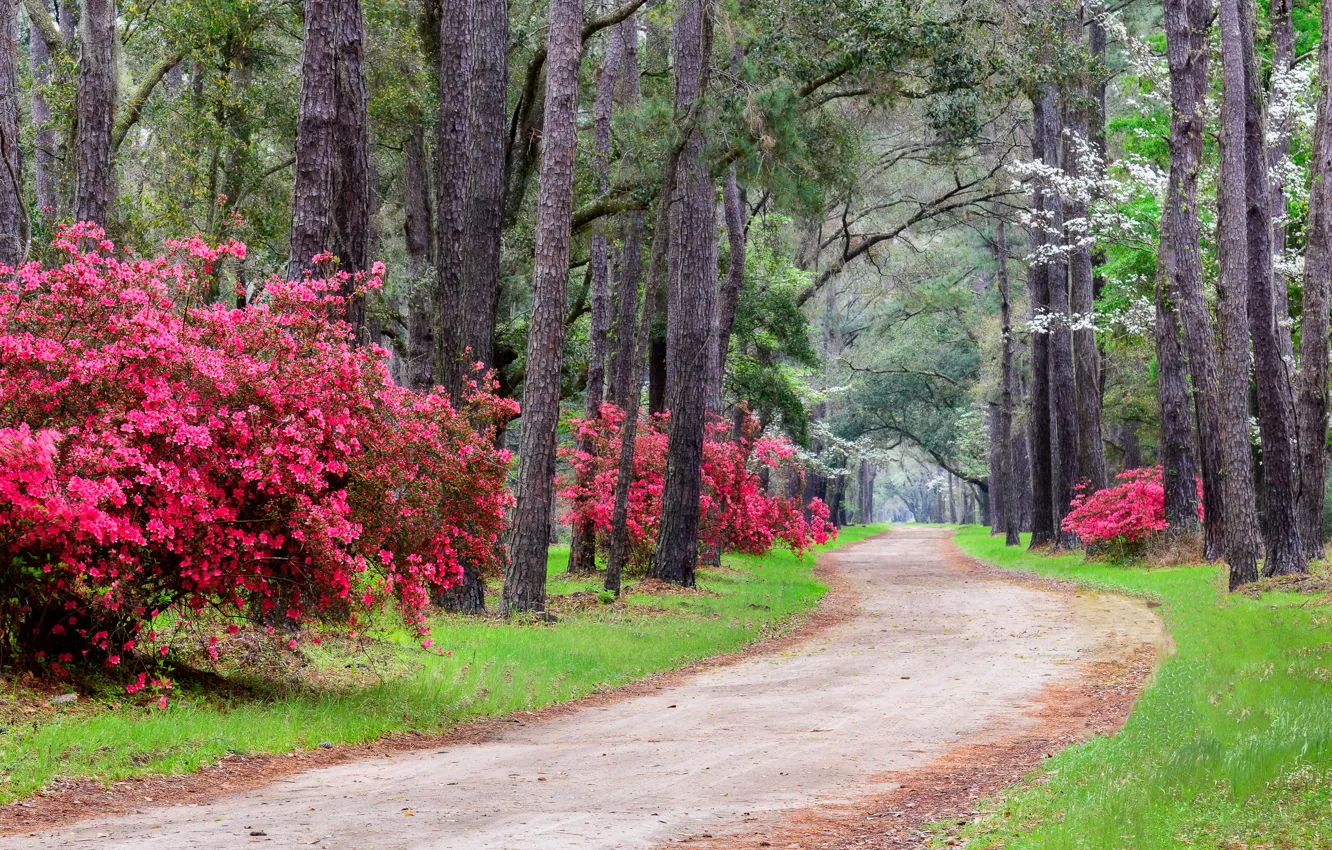 Фото обои трава, деревья, парк, США, аллея, кусты, South Carolina, Magnolia park