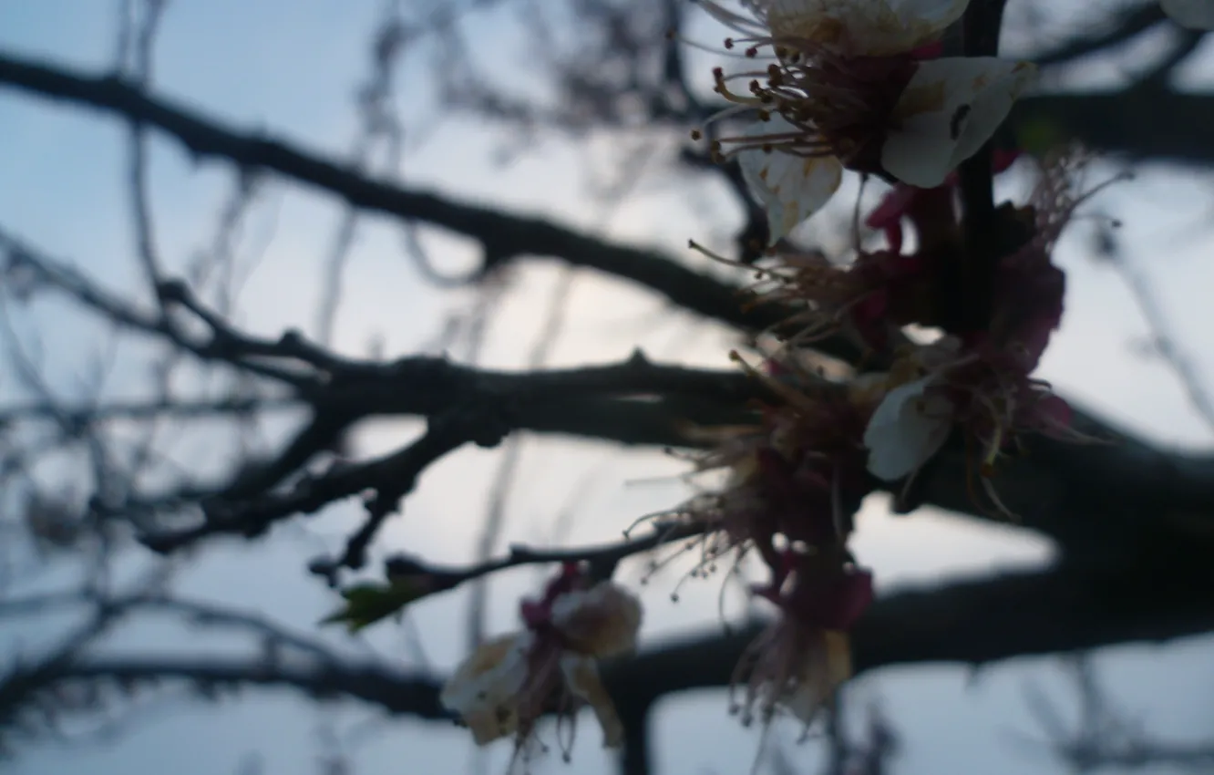 Фото обои Цветы, Дерево, Весна, Абрикос