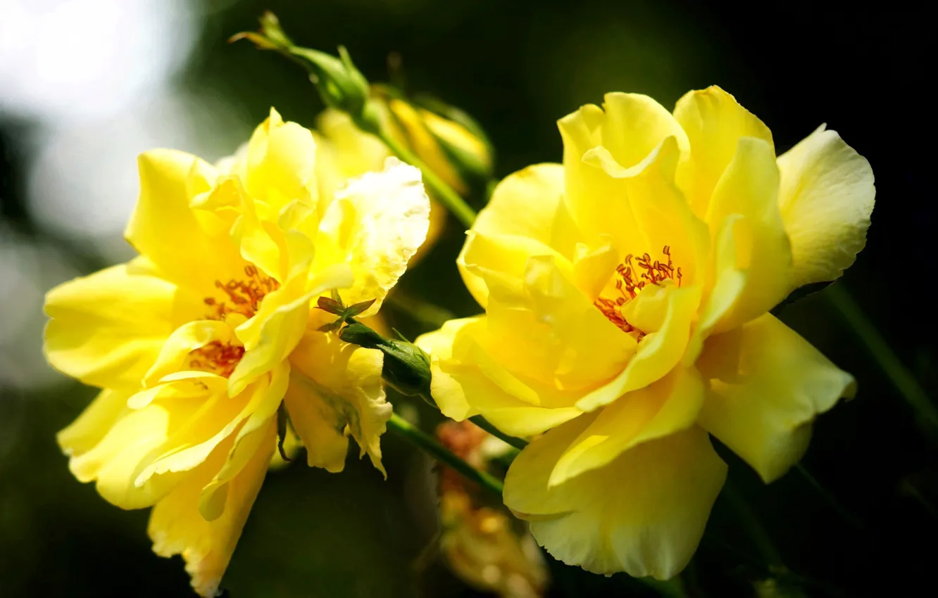 Фото обои цветок, цветы, желтый, природа, тепло, настроение, красота, весна