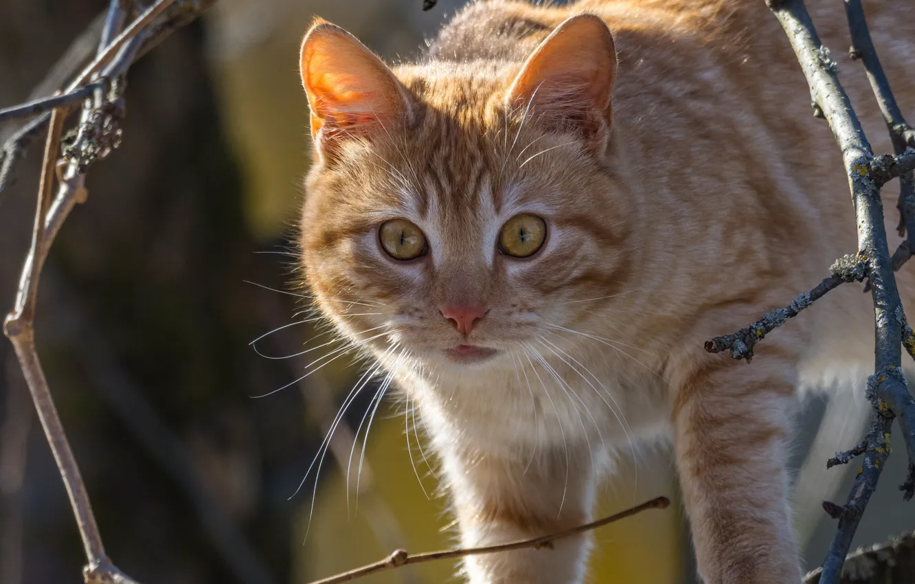 Фото обои кошка, кот, взгляд, ветки, рыжий, мордочка, котейка, Алексей Курлянцев