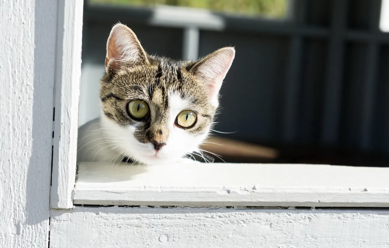 Фото обои кошка, кот, взгляд, окно
