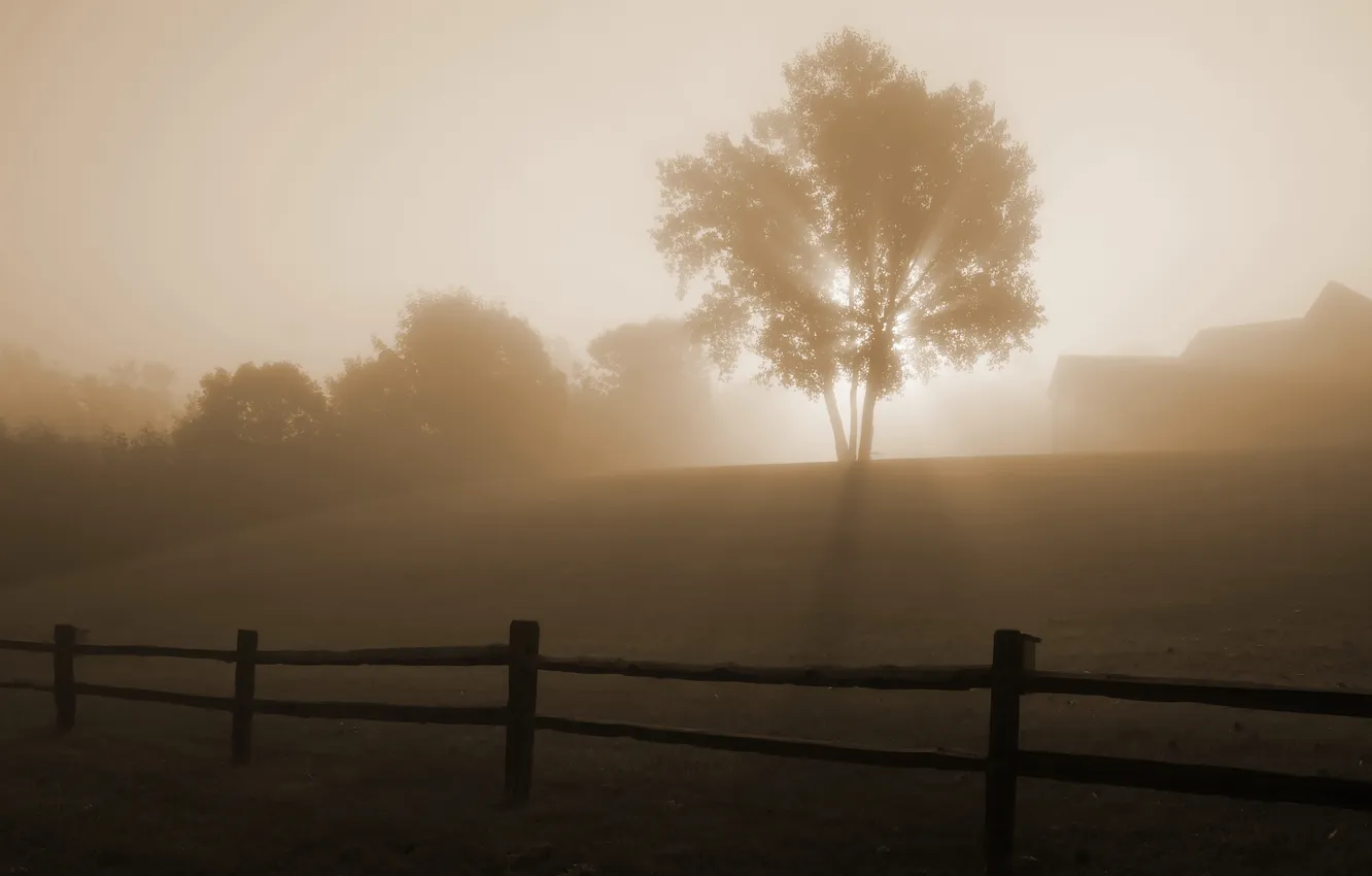 Фото обои туман, дерево, рассвет, забор