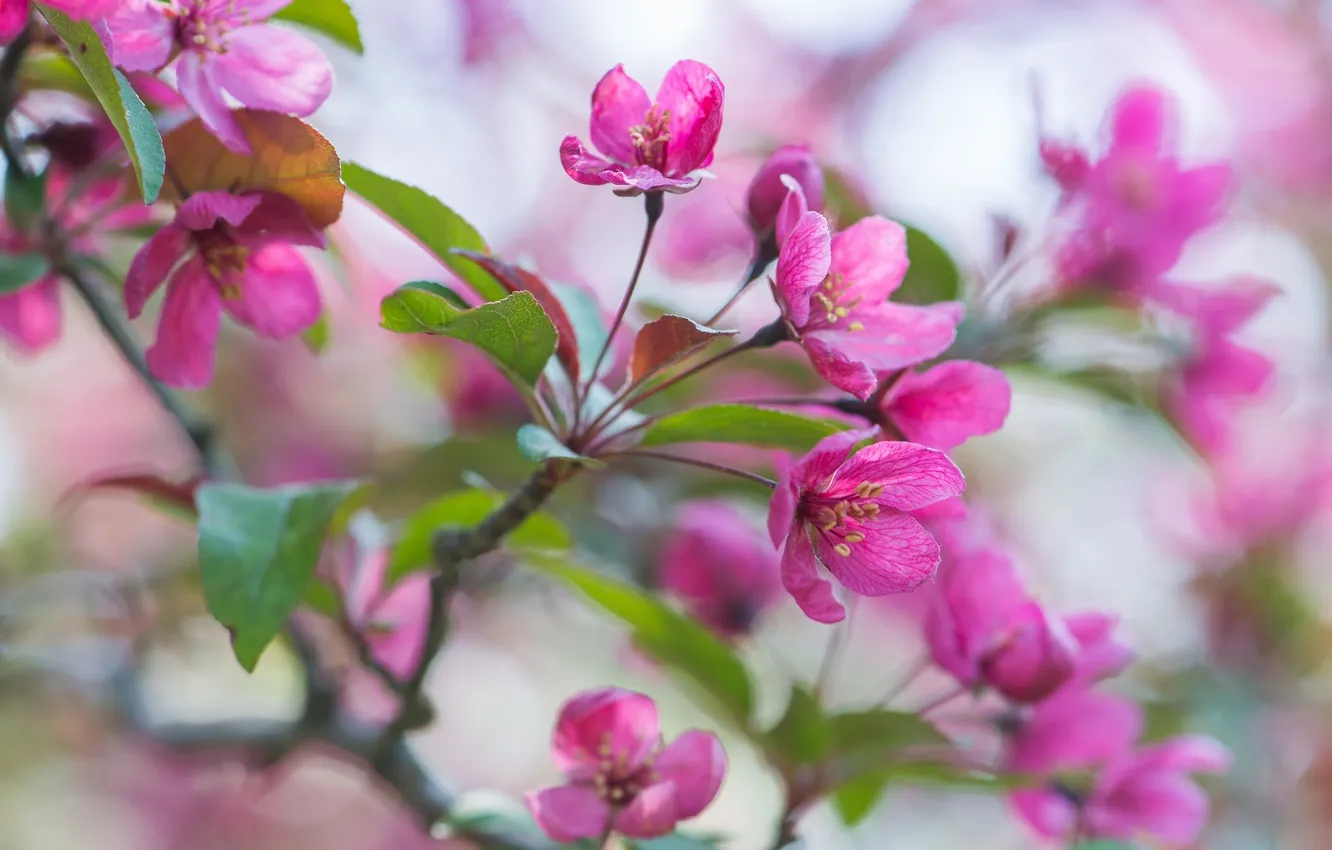 Фото обои розовый, ветка, весна, яблоня