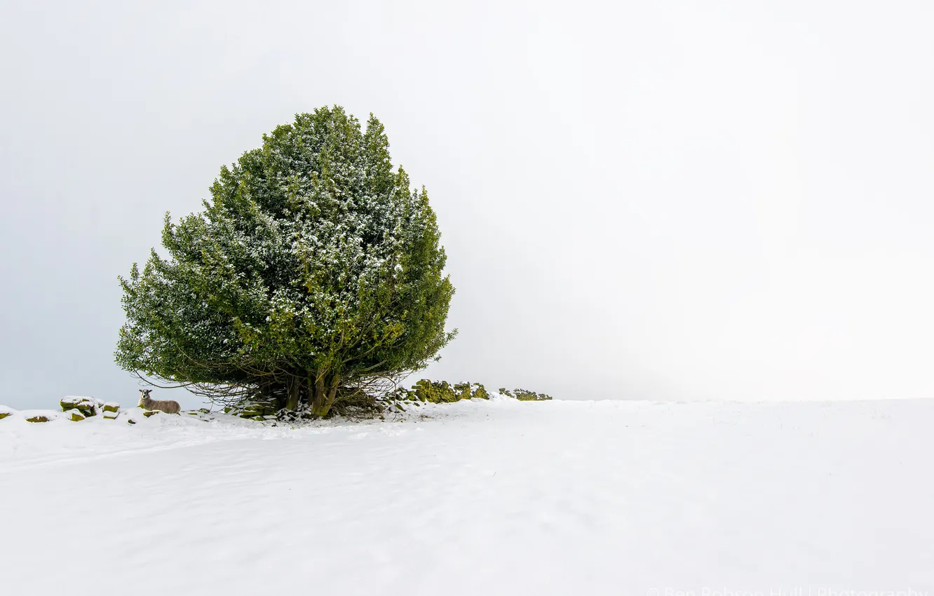 Фото обои зима, снег, камни, дерево, животное, зеленое, овца