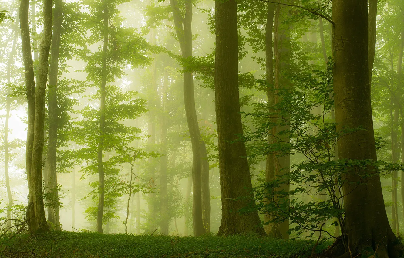 Фото обои зелень, лес, лето, деревья, туман, утро, Хорватия