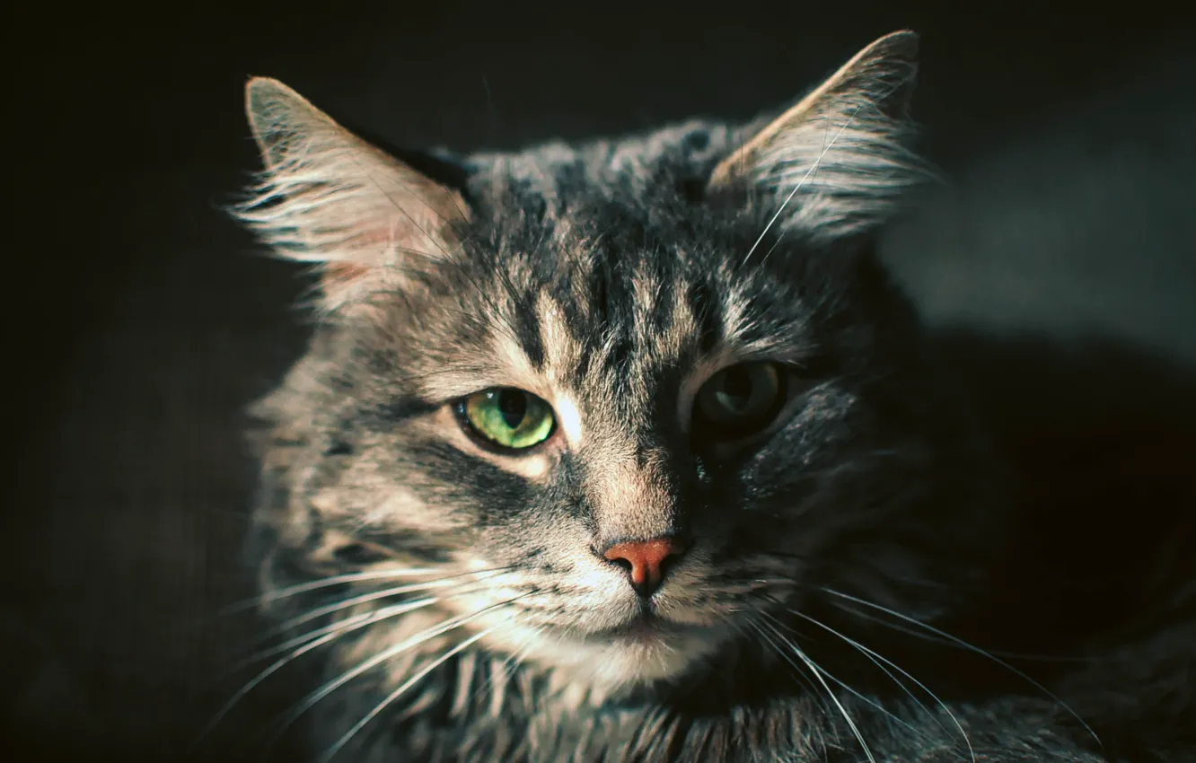 Фото обои кошка, кот, макро, котенок, животное, зверь