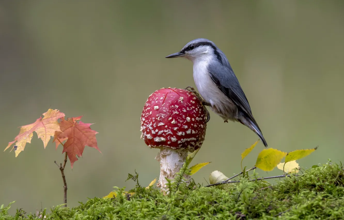 Фото обои птица, гриб, мох, мухомор, поползень