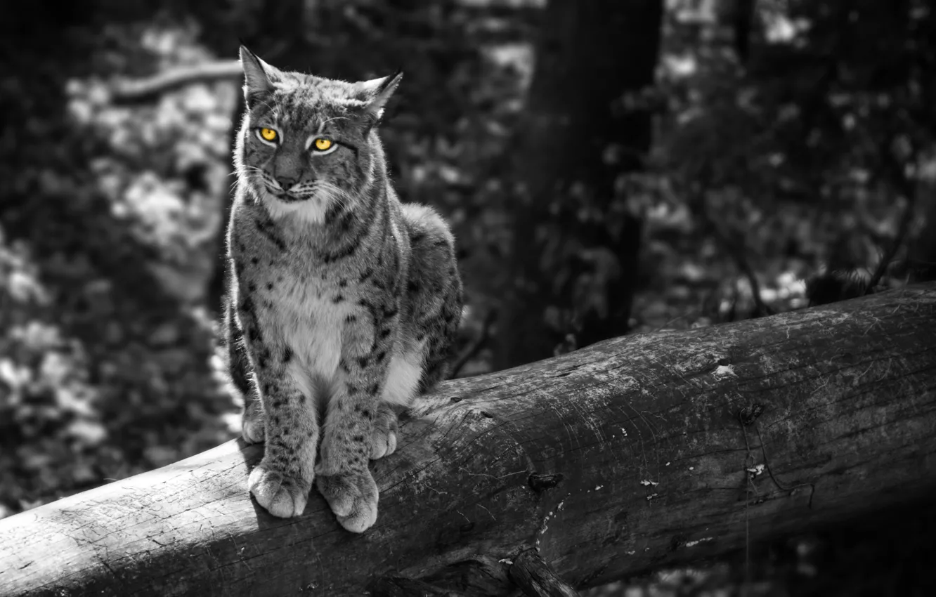 Фото обои лес, кошка, деревья, серый, животное, уши, желтые глаза, Рысь
