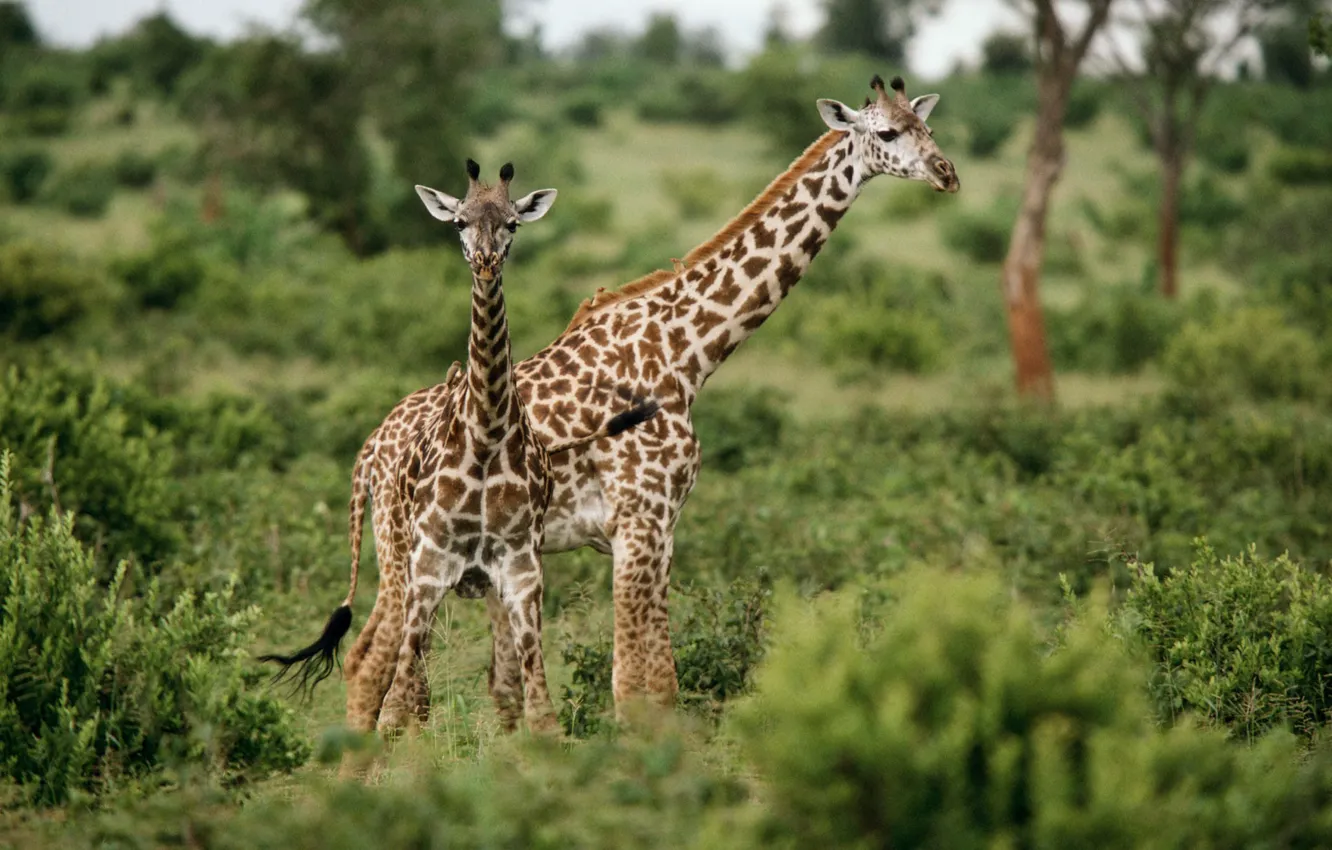 Фото обои трава, зеленый, Жирафы