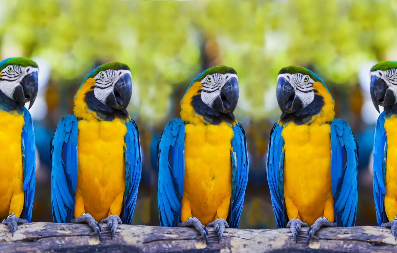 Фото обои bird, parrot, ara ararauna