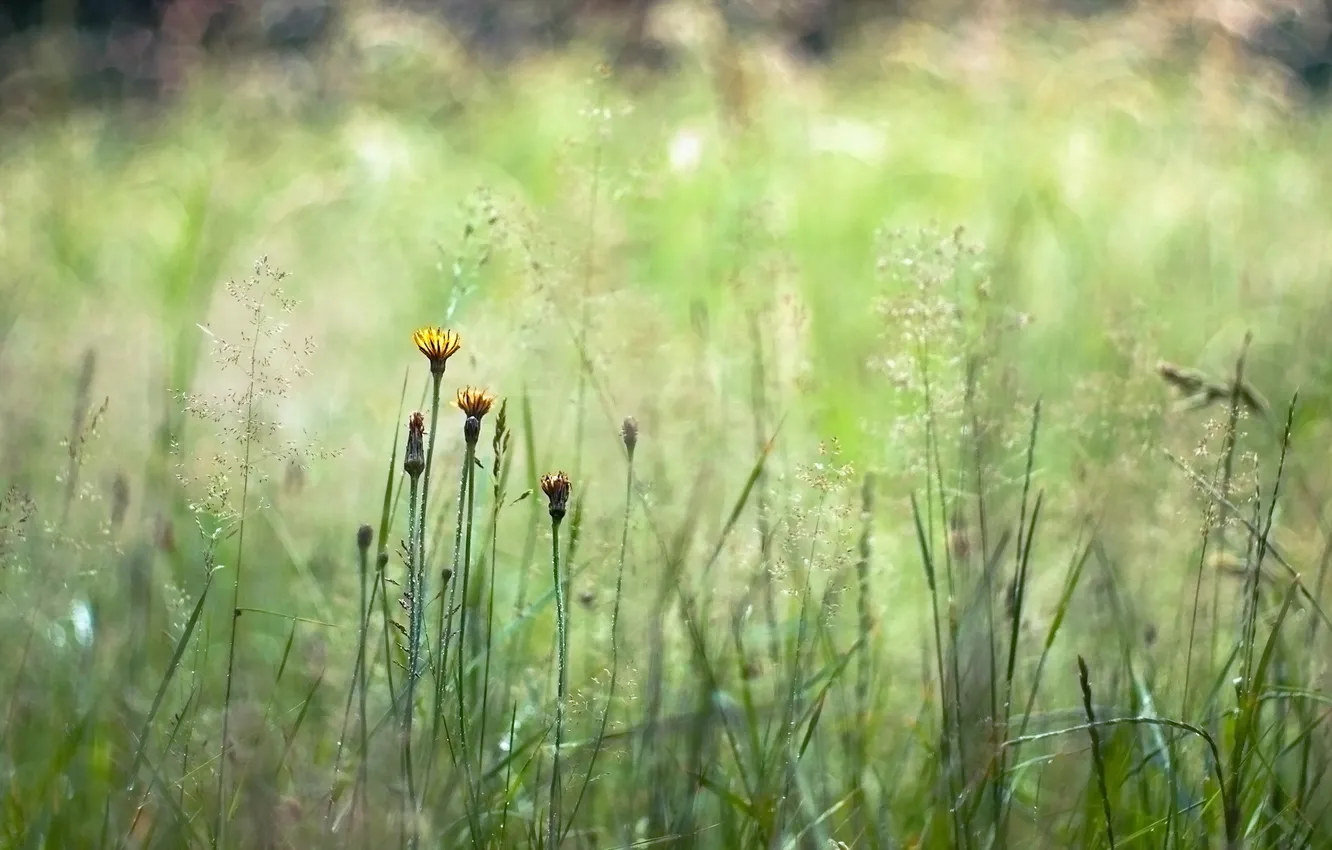Фото обои лето, трава, природа, фон
