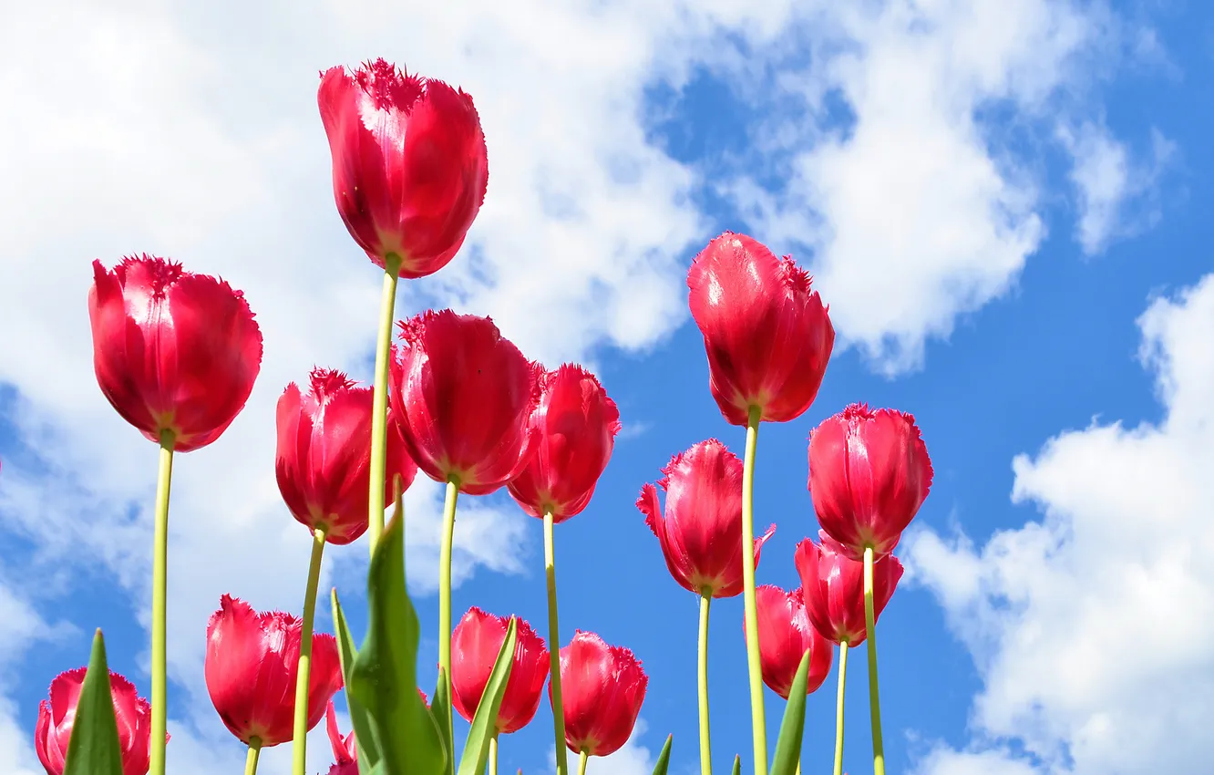 Фото обои небо, облака, цветы, лепестки, тюльпаны