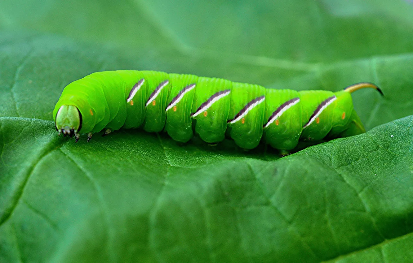 Фото обои гусеница, лист, насекомое, бражник тополёвый