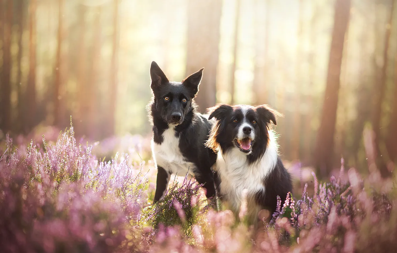Фото обои собаки, природа, парочка, две собаки, бордер-колли, вереск