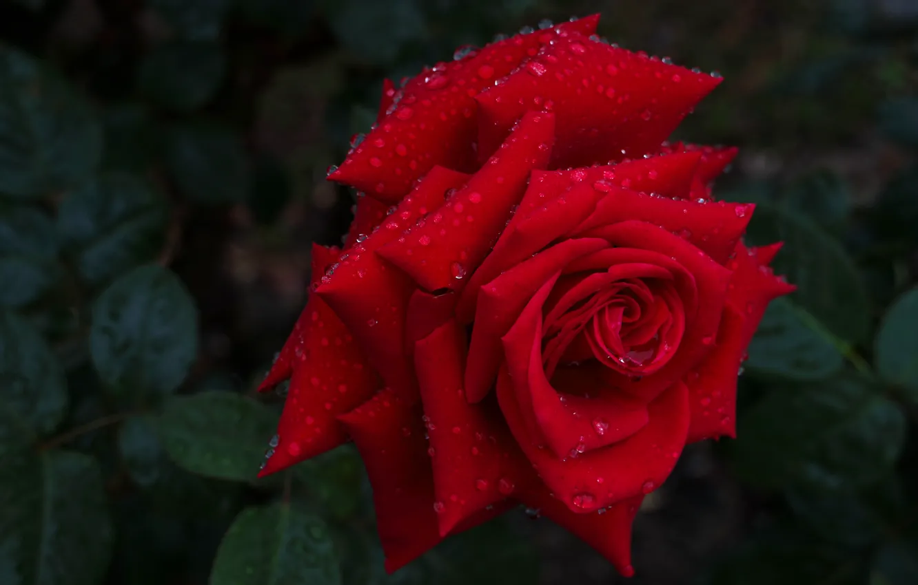 Фото обои капли, макро, роза, бутон, красная роза