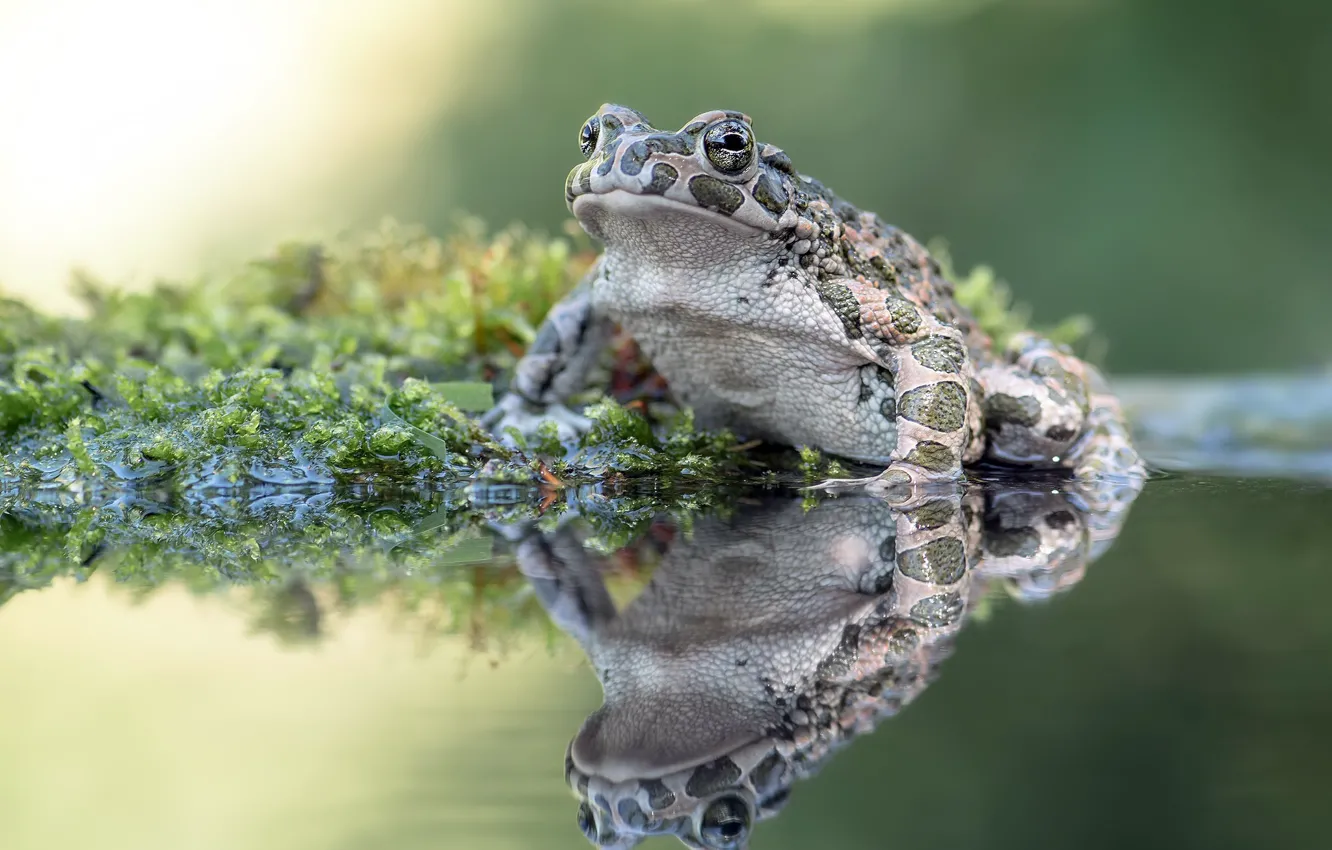 Фото обои природа, болото, лягушка