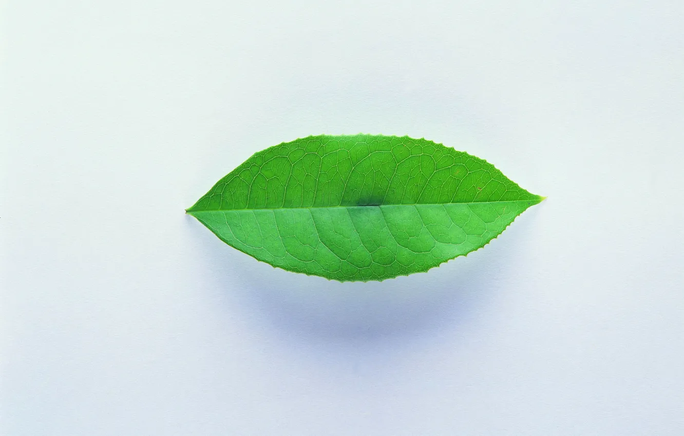 Фото обои лист, зеленый, тень