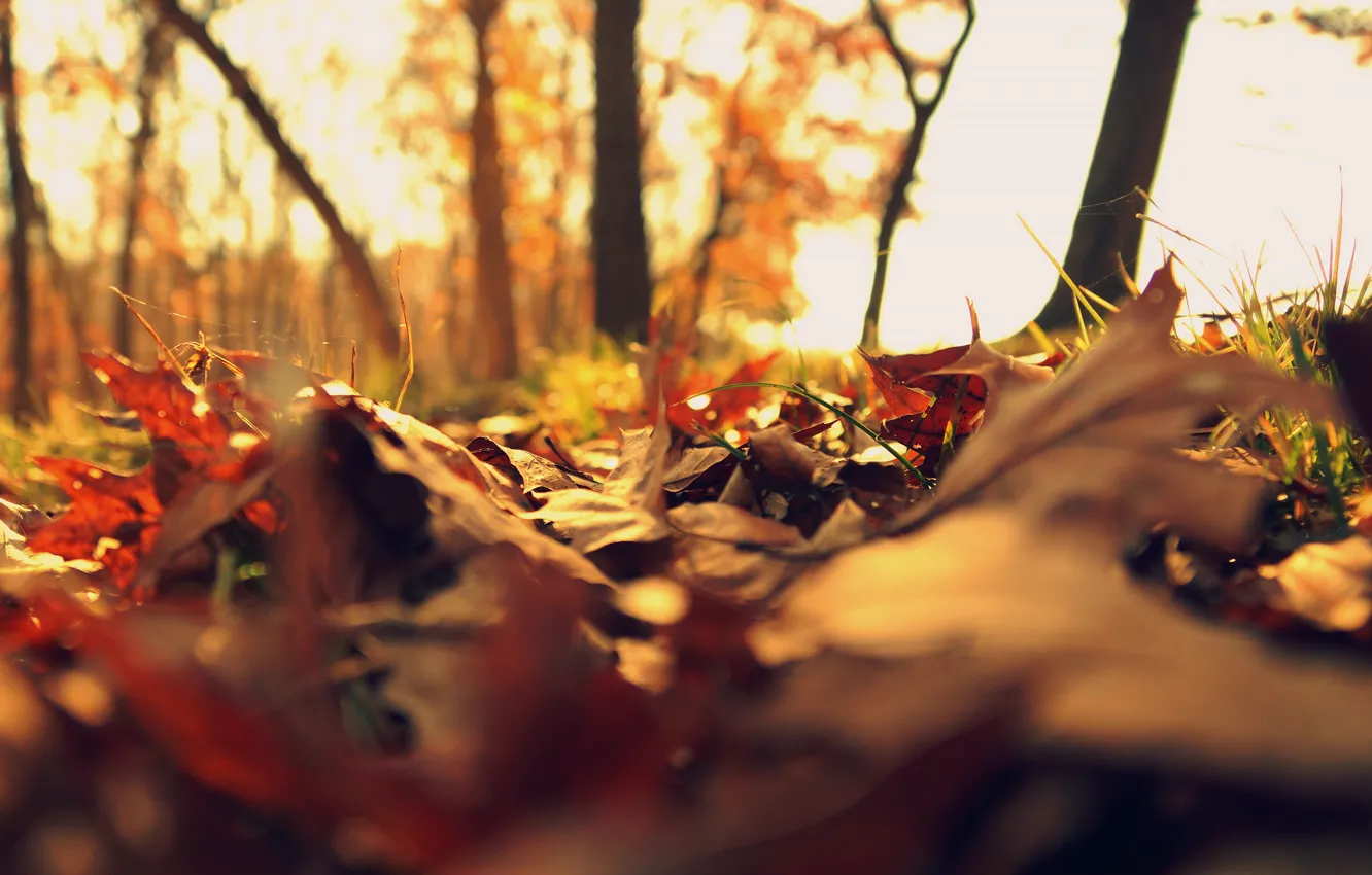 Фото обои осень, лес, свет, ветки, парк, поляна, желтые, боке