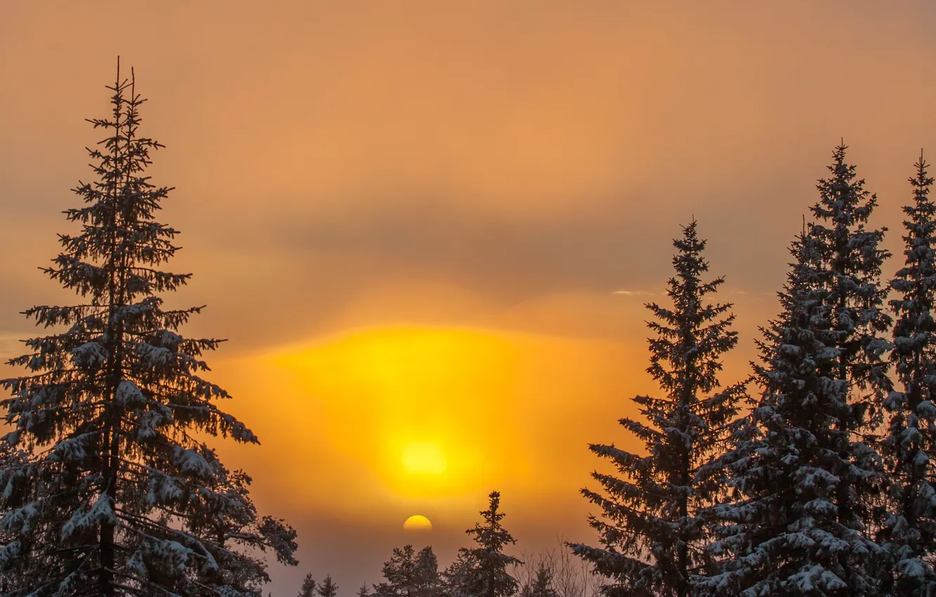 Фото обои зима, небо, солнце, снег, деревья, закат, природа, фон
