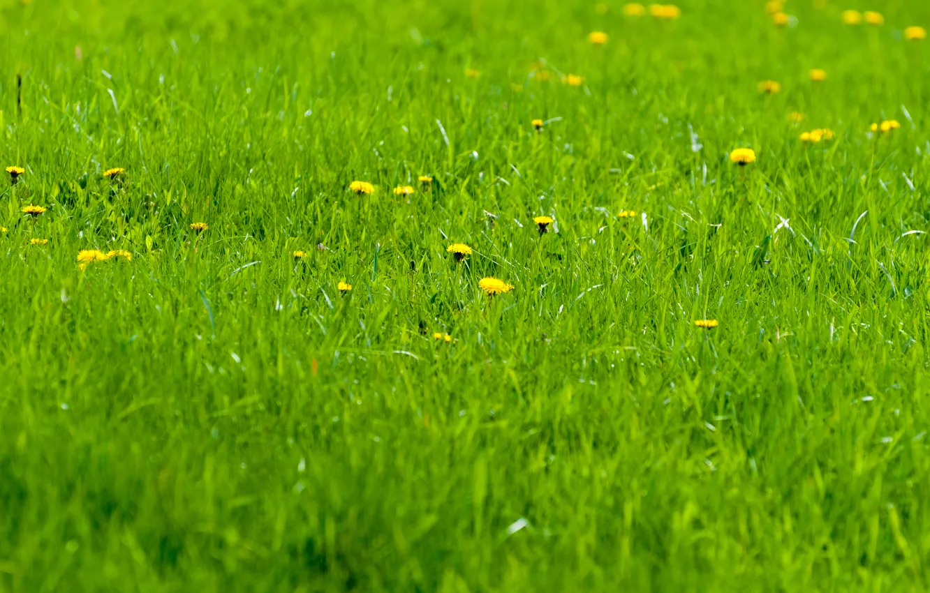 Фото обои трава, весна, утро, одуванчики