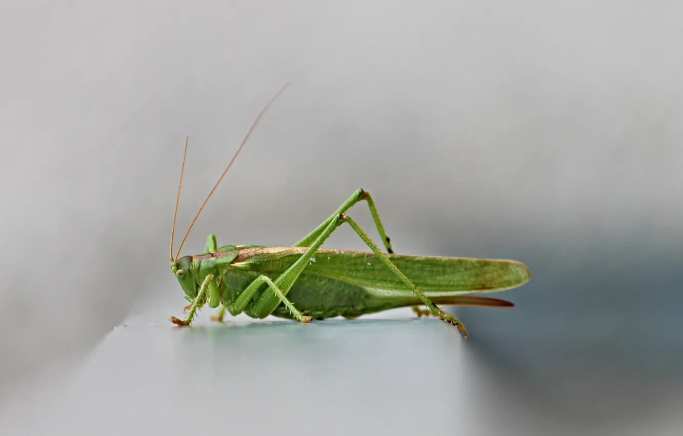 Фото обои крупный план, насекомое, серый фон, close-up, gray background, green grasshopper, зеленый кузнечик