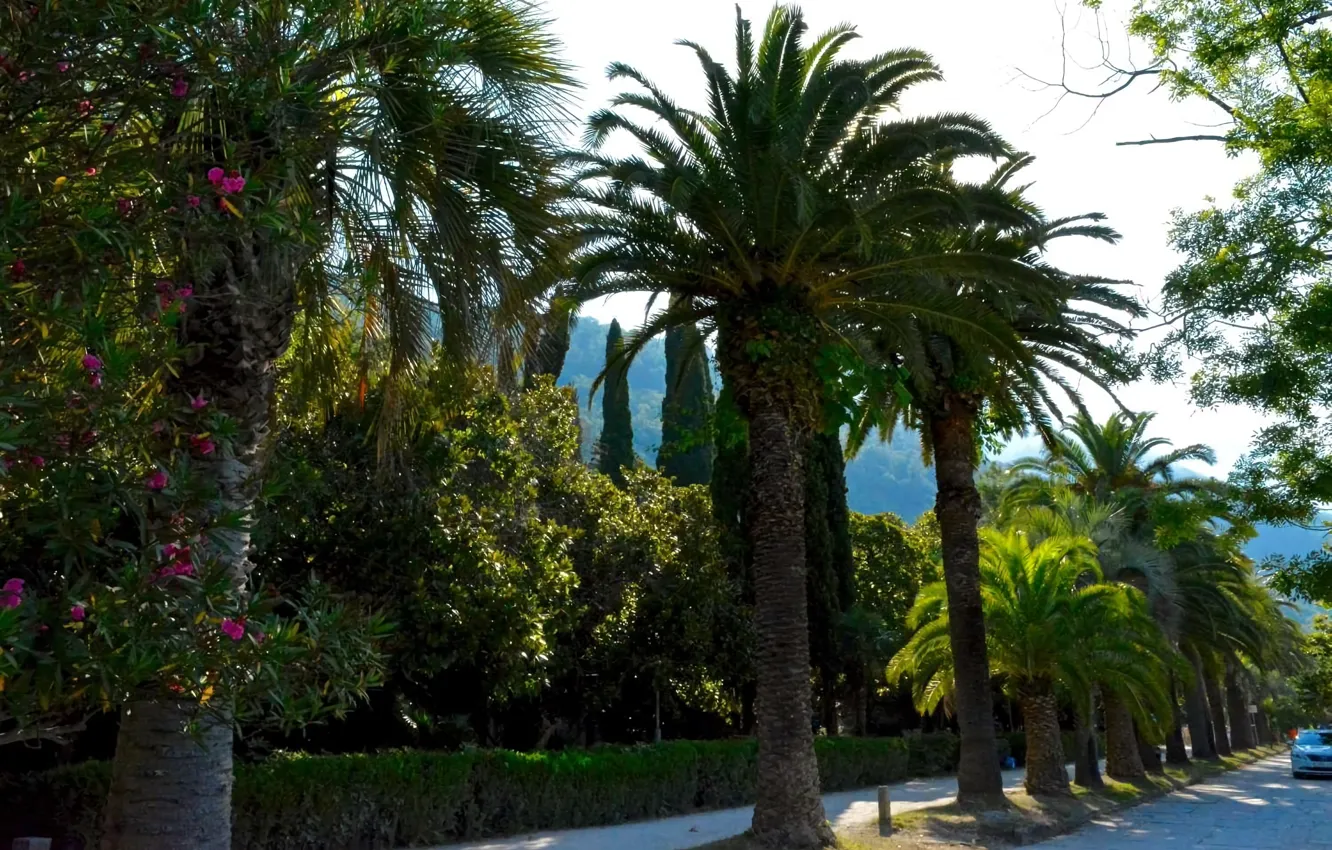 Фото обои Природа, Деревья, Пальмы, Nature, Абхазия, Trees, Palms, Abkhazia
