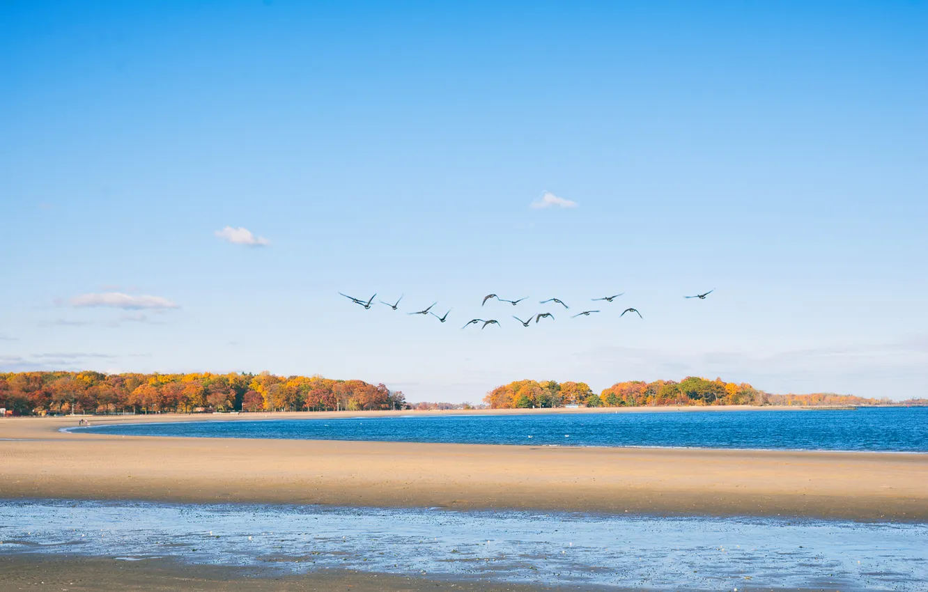 Фото обои осень, пляж, птицы, берег, Нью-Йорк, New York, Бронкс, Orchard Beach