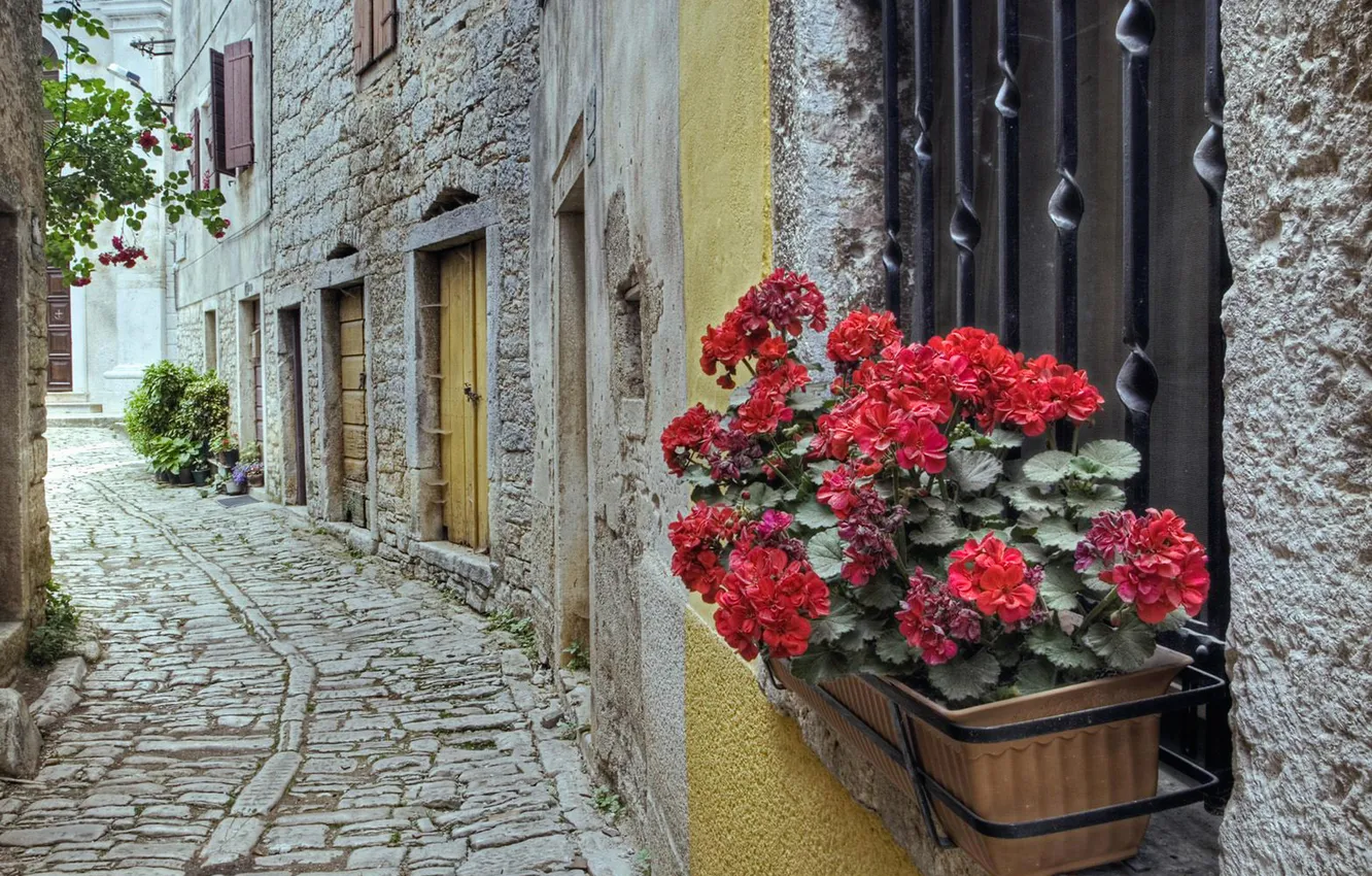 Фото обои цветы, дом, улица