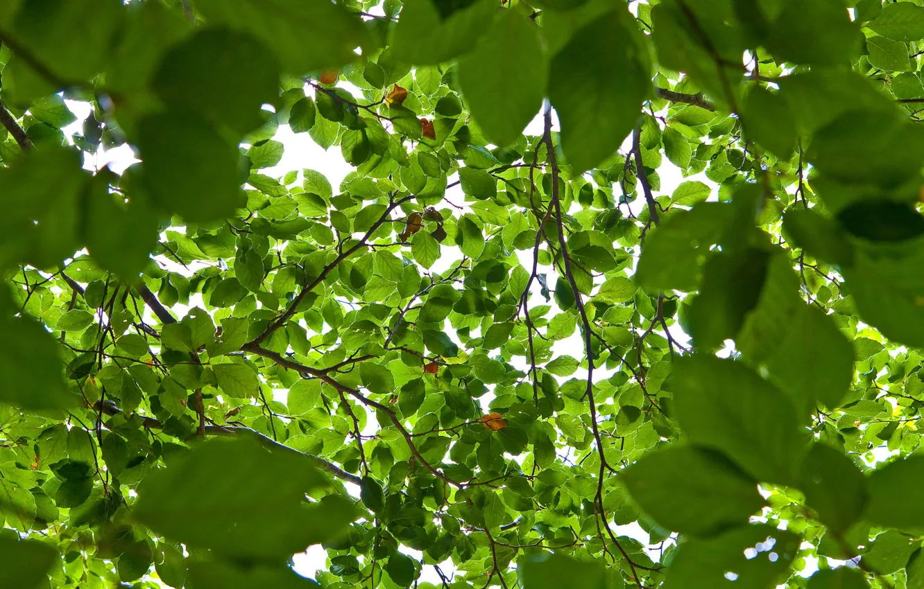 Фото обои листья, свет, деревья, ветки, природа, фон, зелёные