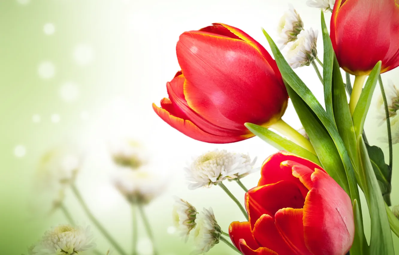 Фото обои цветы, красные тюльпаны, белые хризантемы