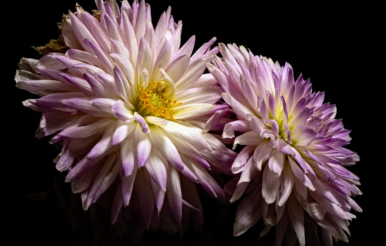 Фото обои белый, Фиолетовый, георгин