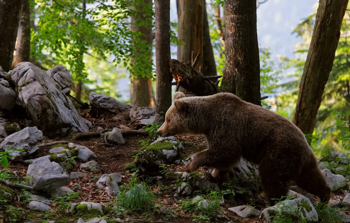 Фото обои лес, камни, медведь, профиль, медвежонок, молодой