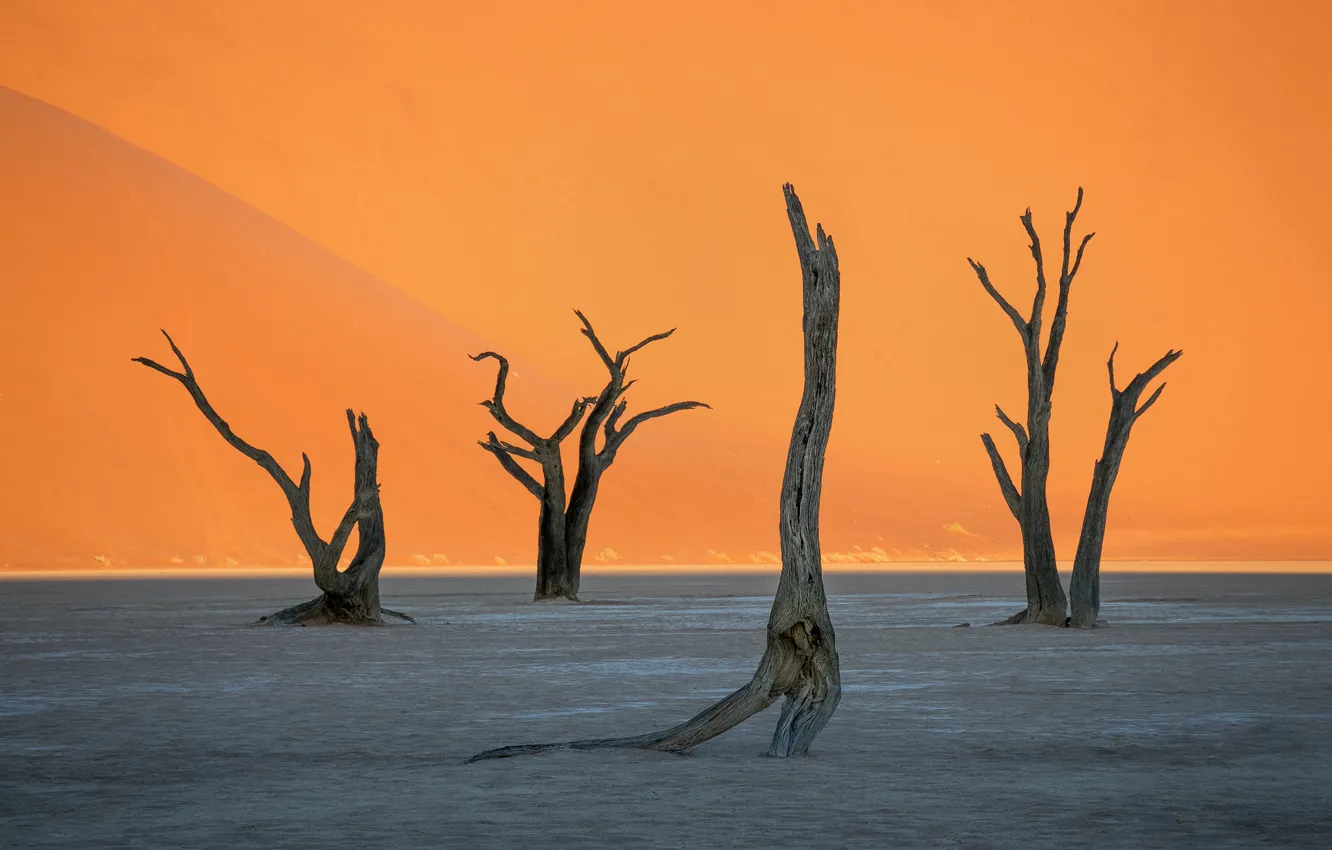 Фото обои дерево, пустыня, ствол, Африка, Намибия