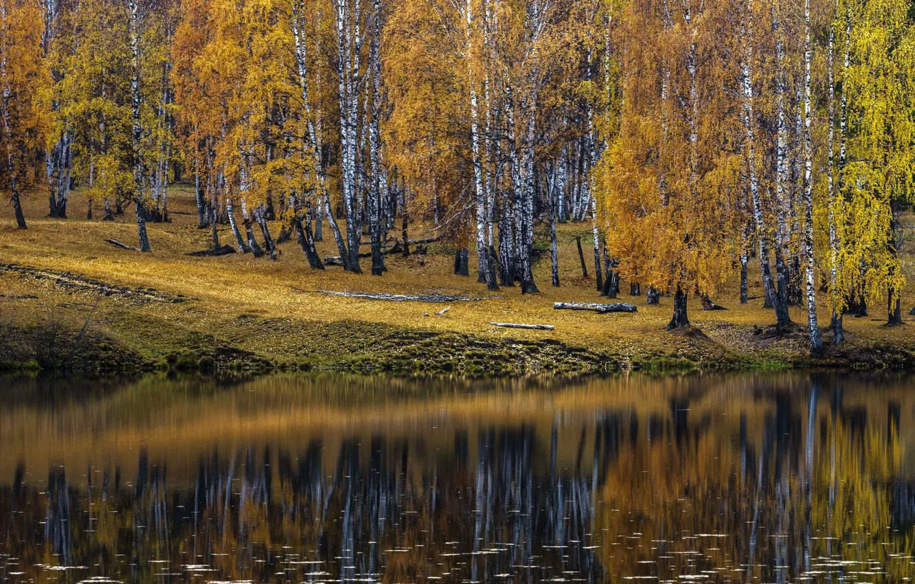Фото обои осень, берёзы, водоем