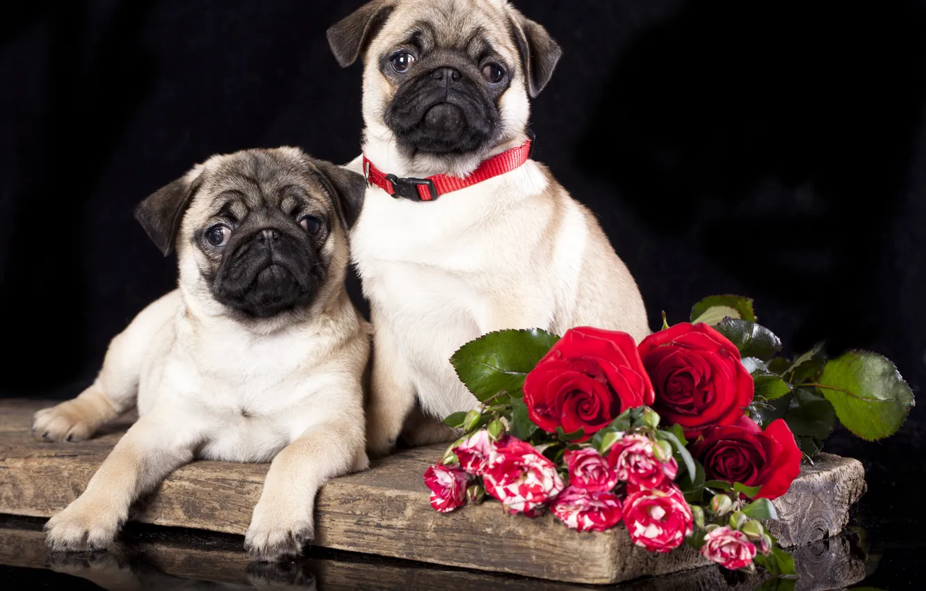 Фото обои собаки, цветы, розы, мопсы