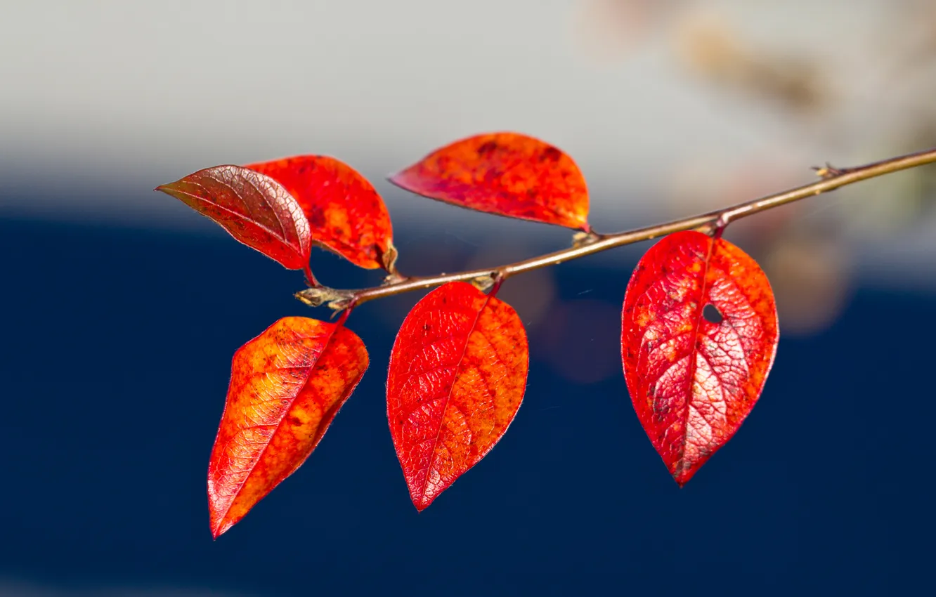 Фото обои осень, листья, природа, ветка