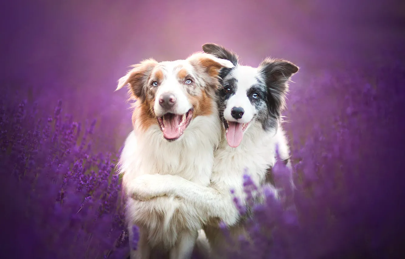 Фото обои собаки, цветы, дружба, друзья, лаванда, Бордер-колли