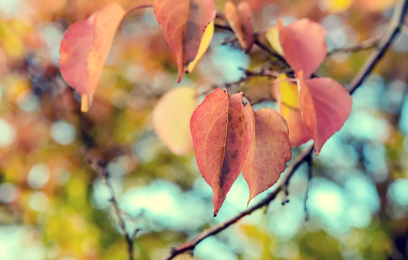 Фото обои осень, листья, макро, природа, nature